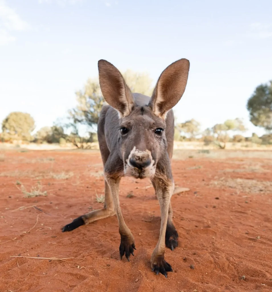 Larapinta Wildlife