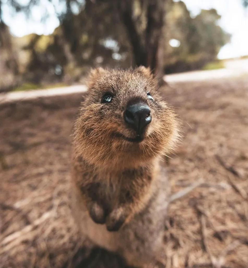 Rottnest Island