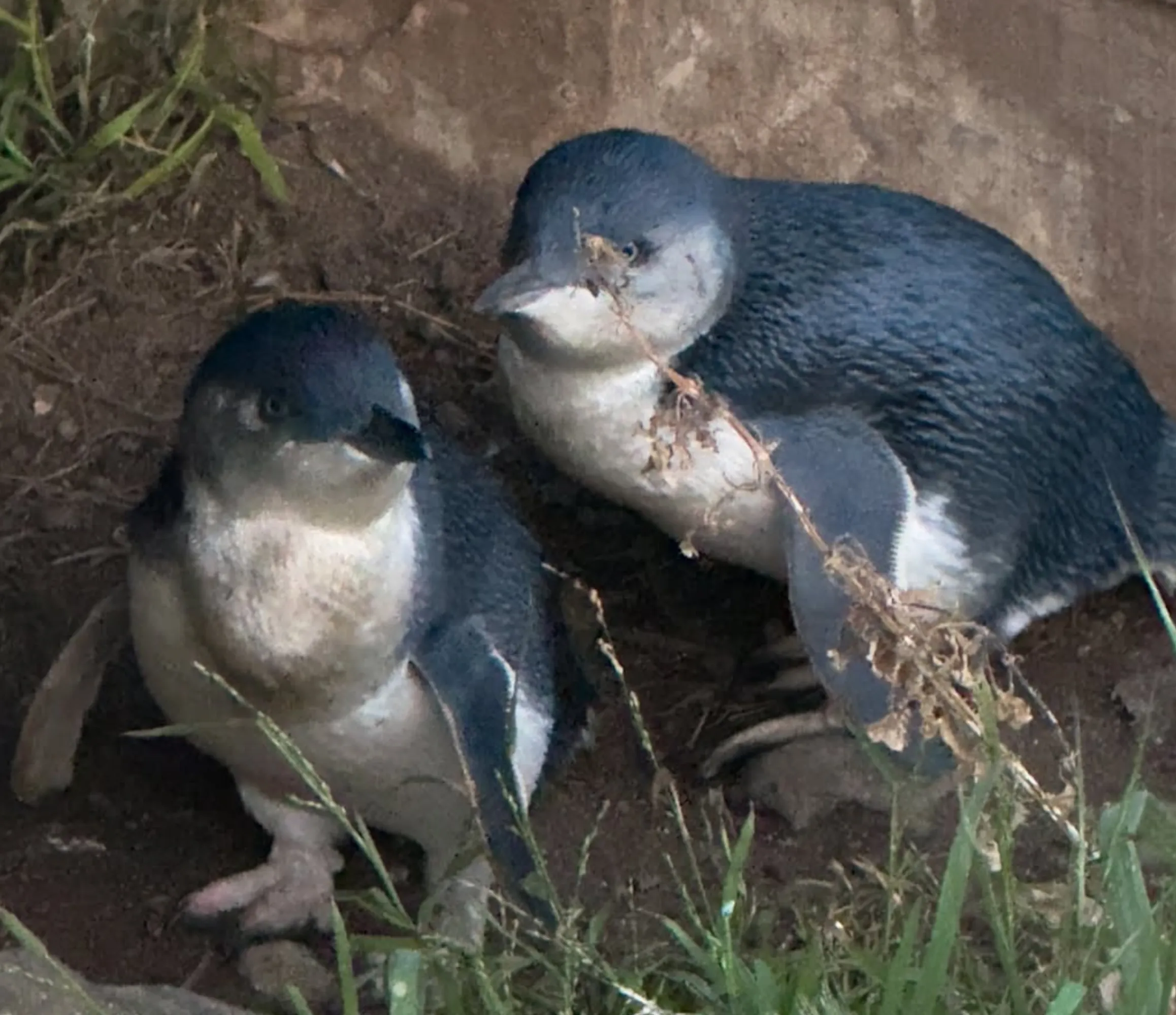 baby penguins, Phillip Island