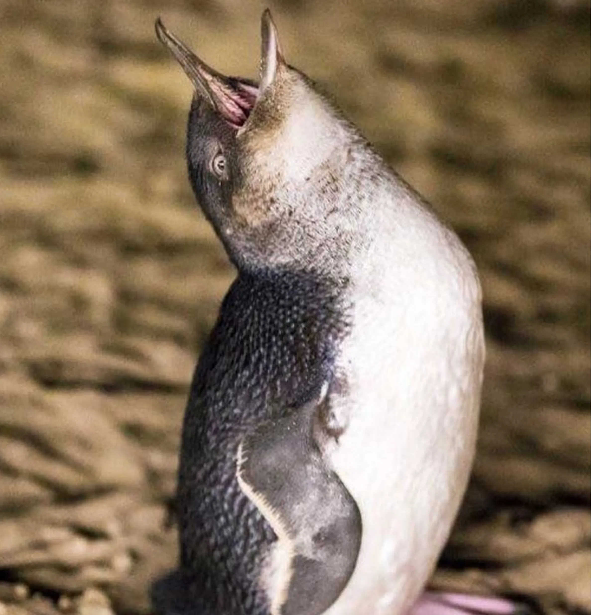 fairy penguins, Phillip Island