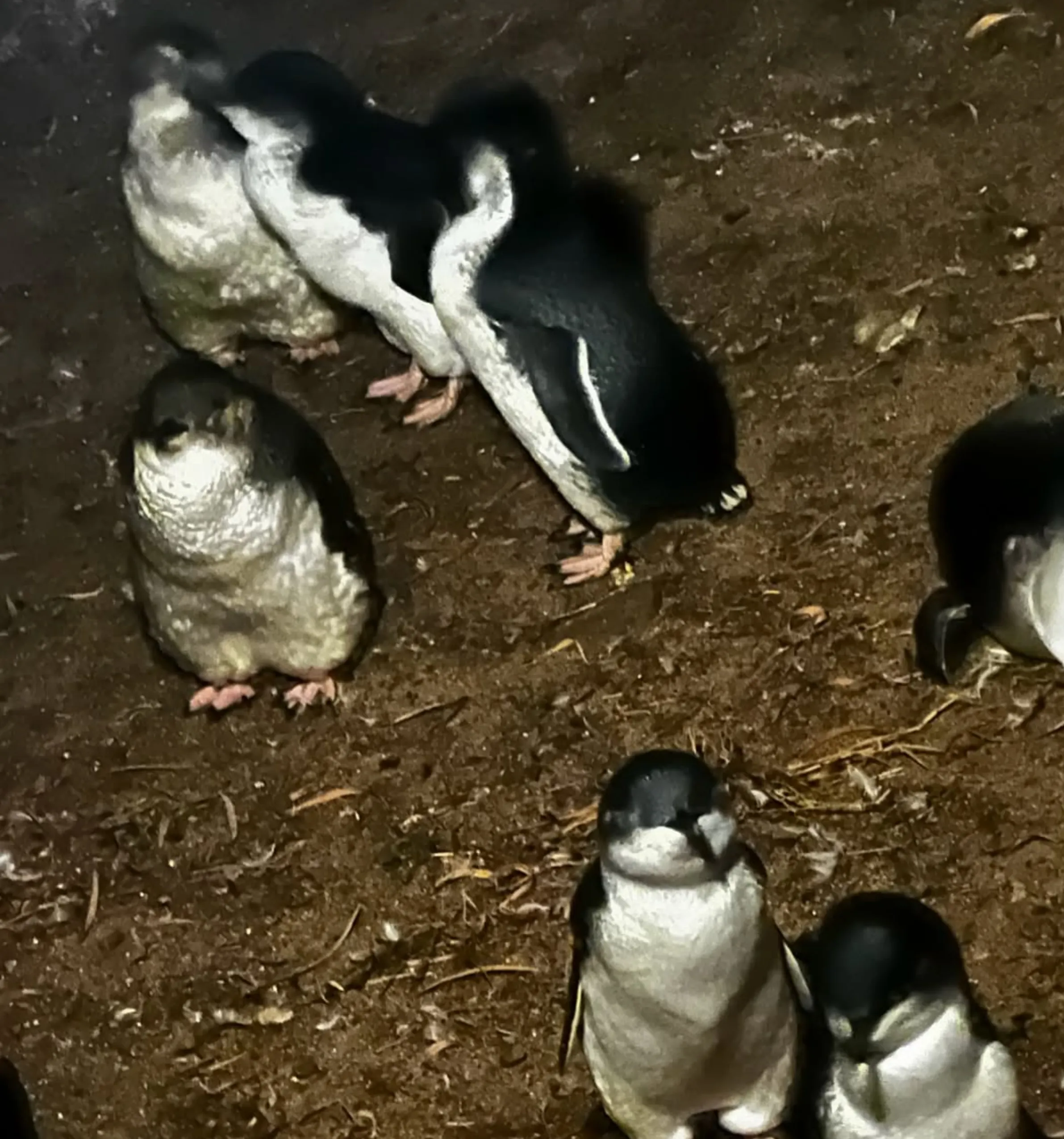 penguin viewing, Phillip Island