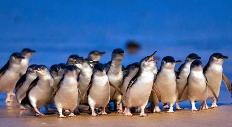 Penguins on Phillip Island