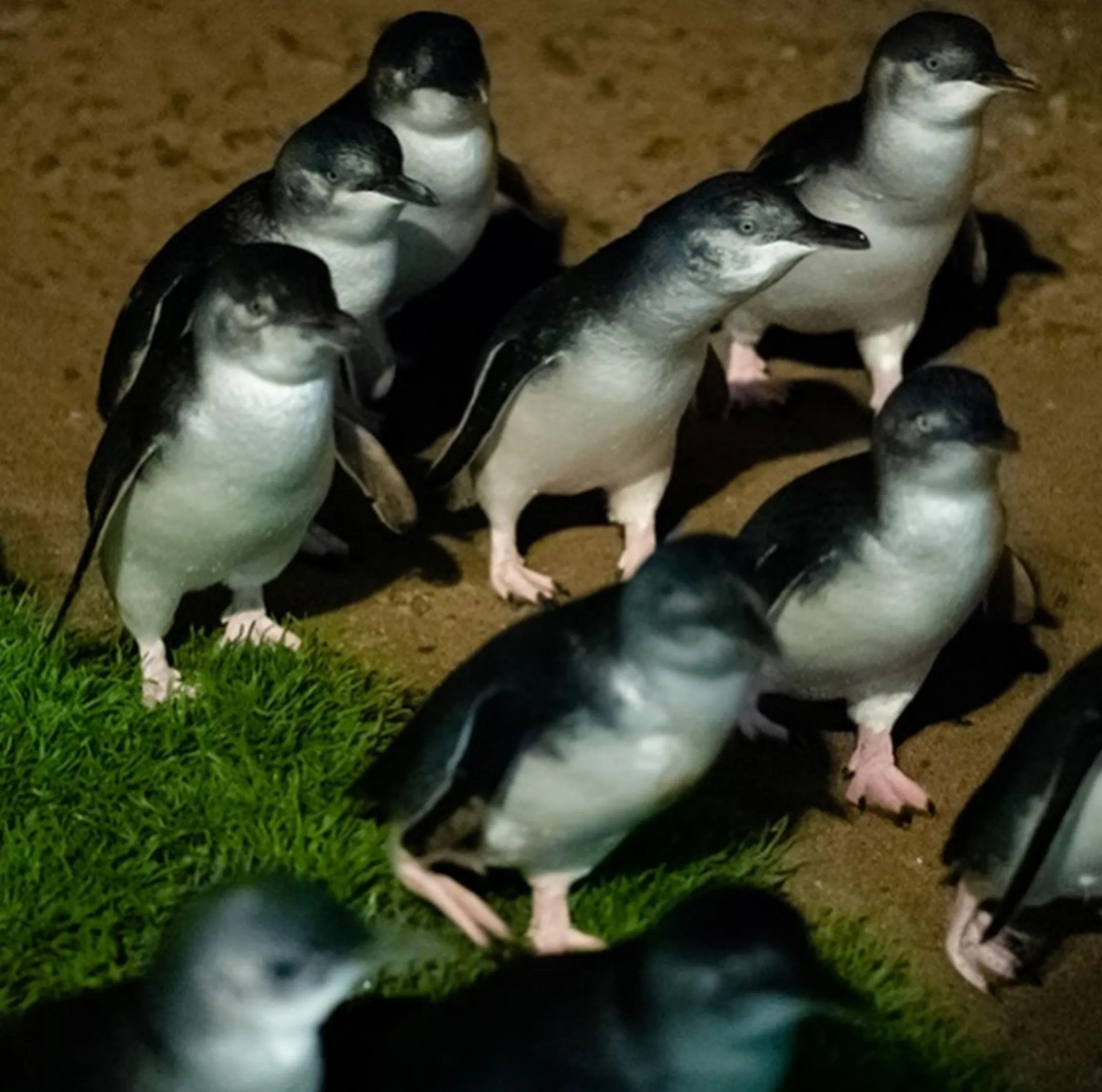 penguins without a tour, Phillip Island