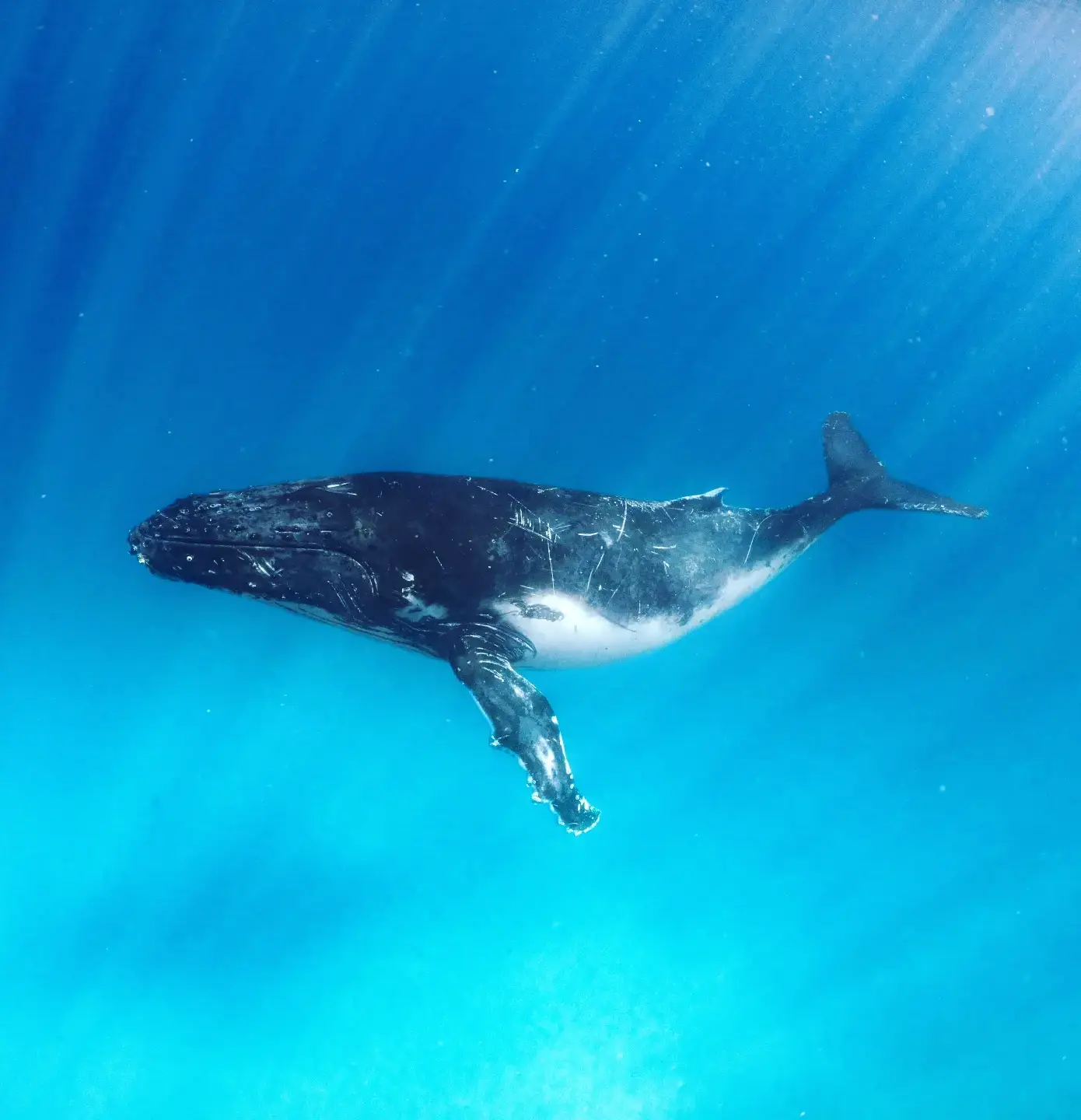 australian wildlife searches for tourists