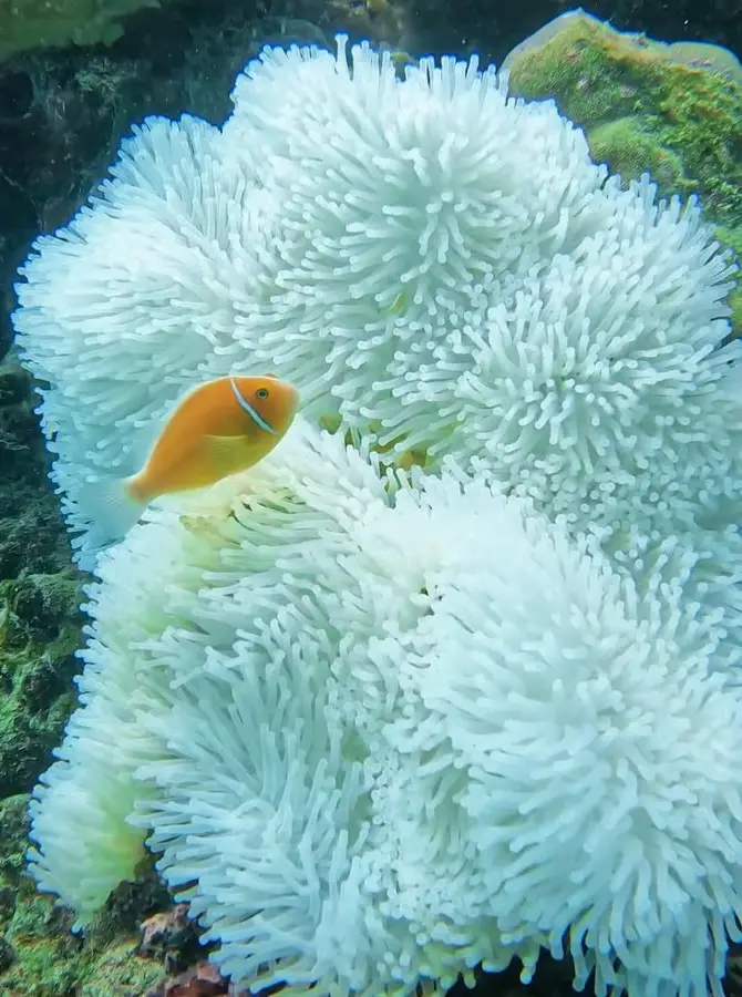 great australian wildlife search