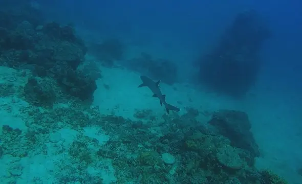 great australian wildlife search